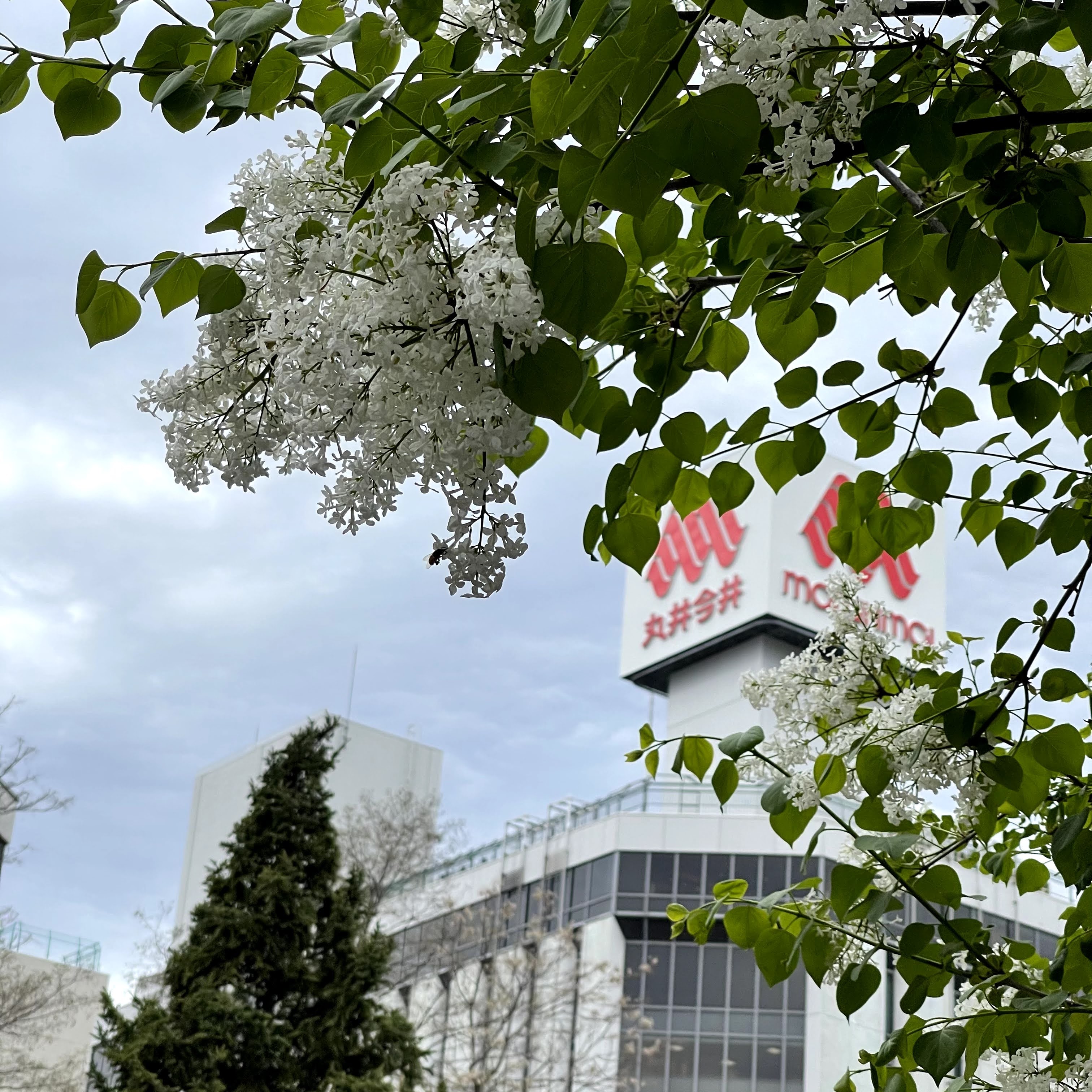 f:id:sapic:20210515221814j:plain