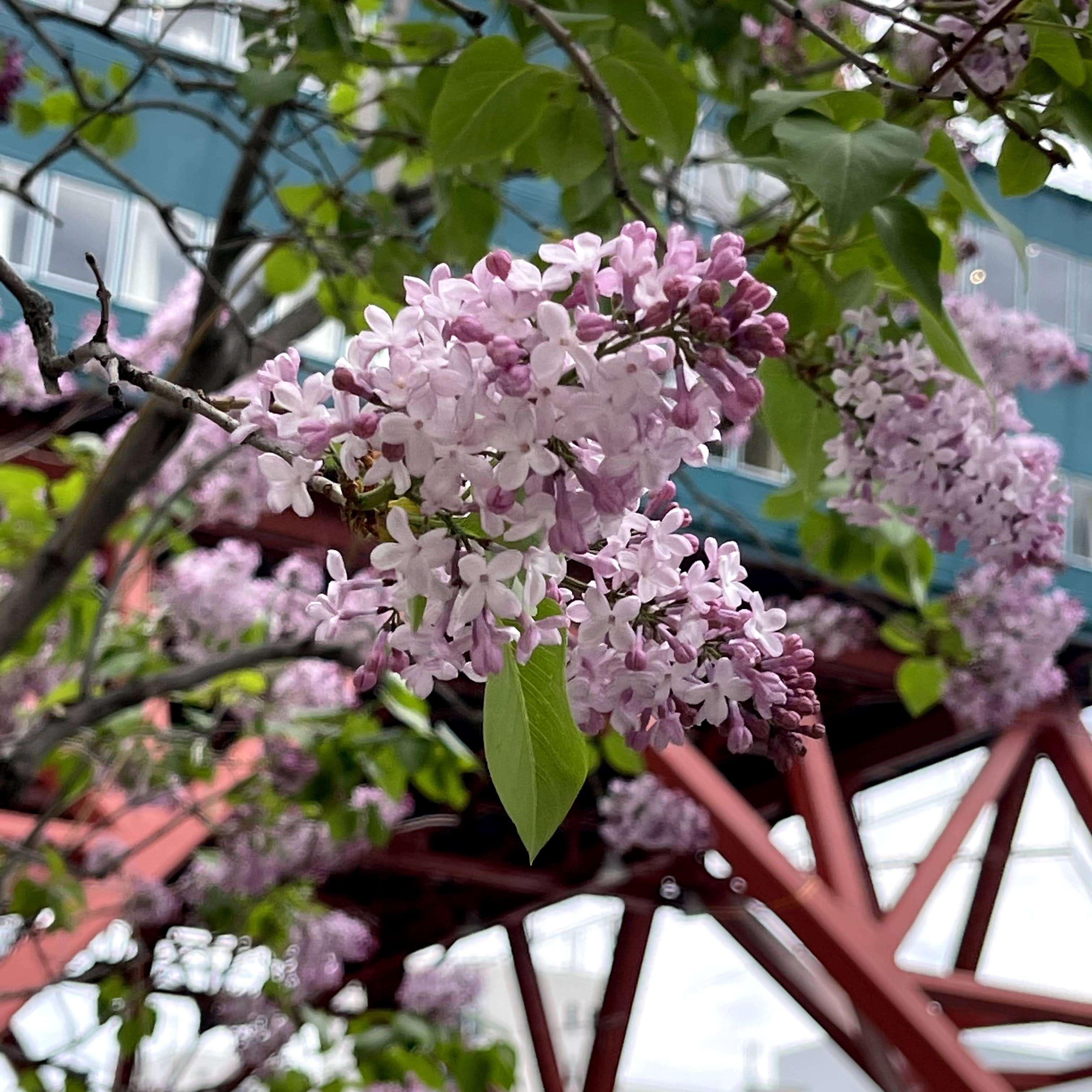 f:id:sapic:20210515223243j:plain