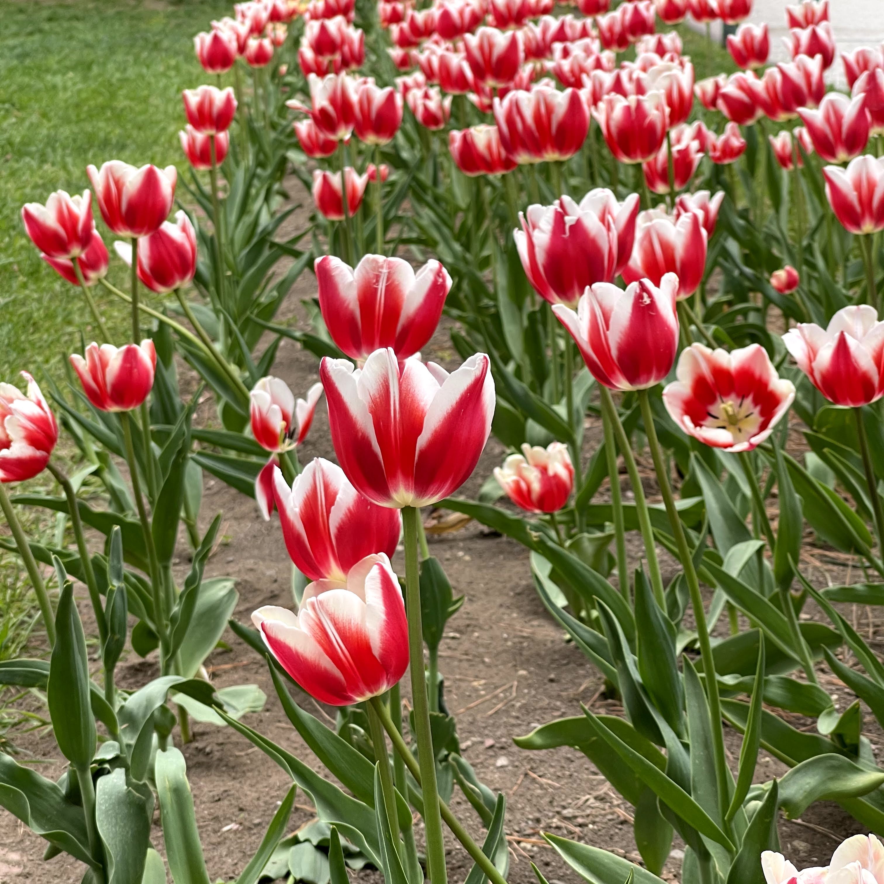 f:id:sapic:20210515223640j:plain