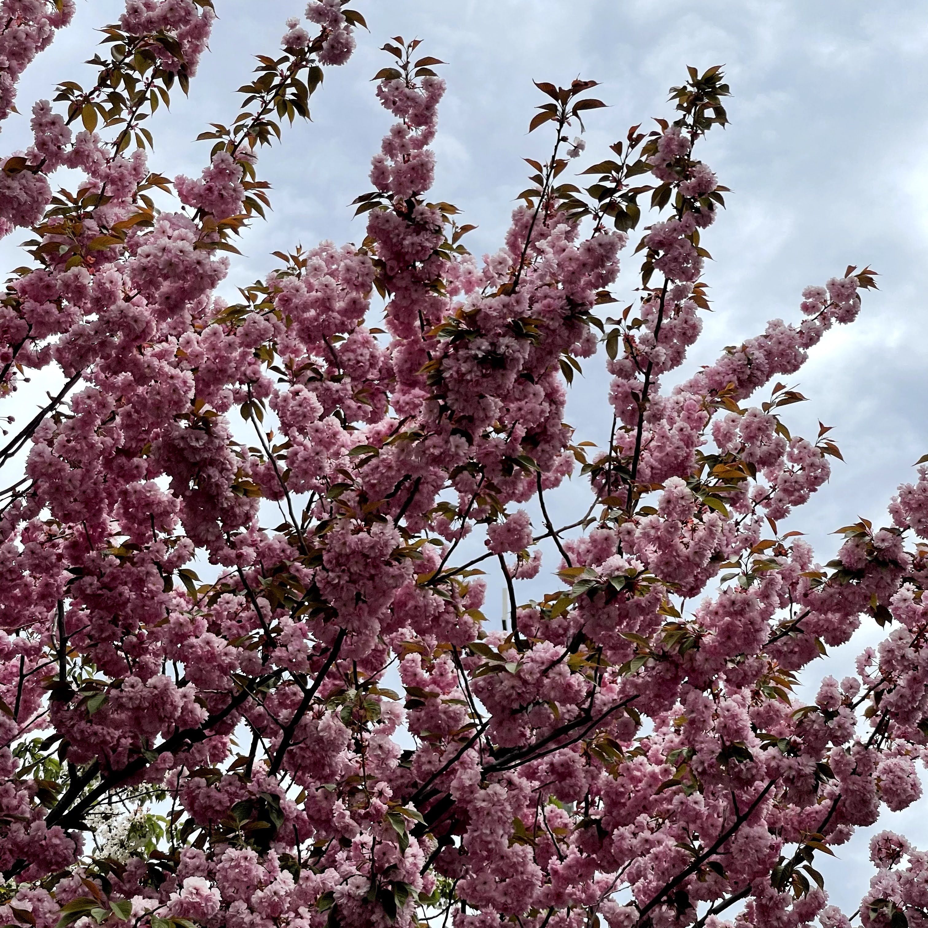 f:id:sapic:20210515223649j:plain