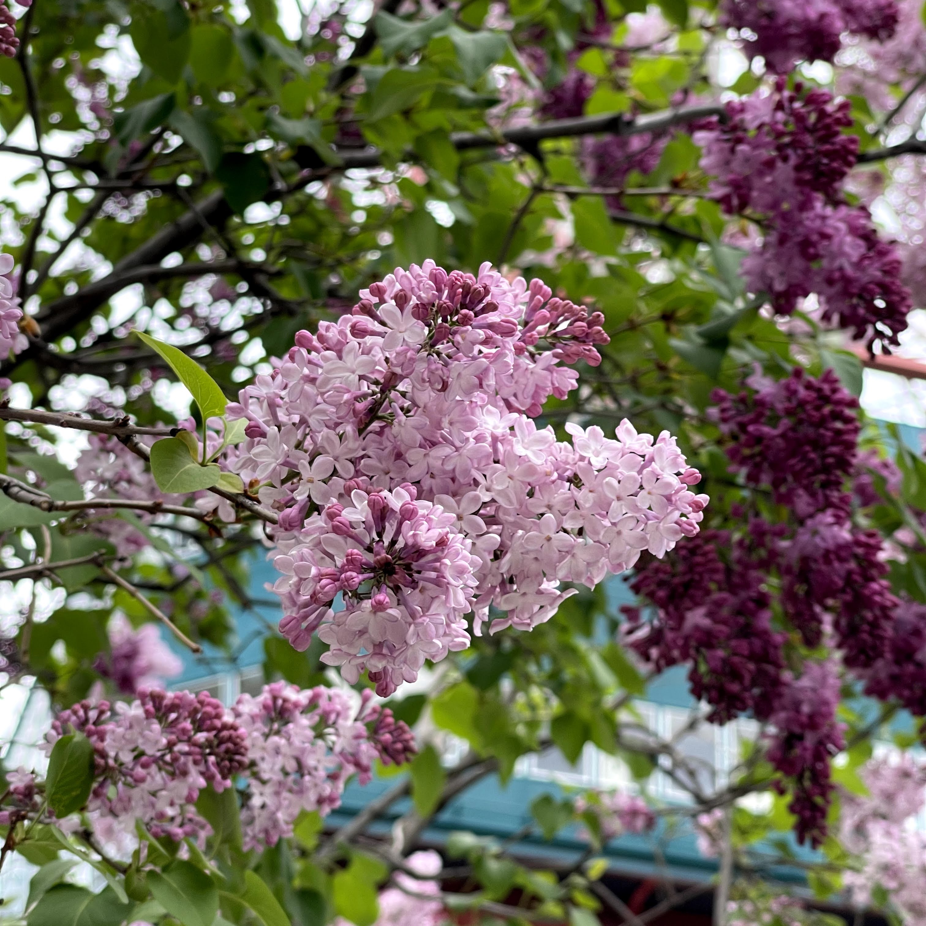 f:id:sapic:20210515224737j:plain