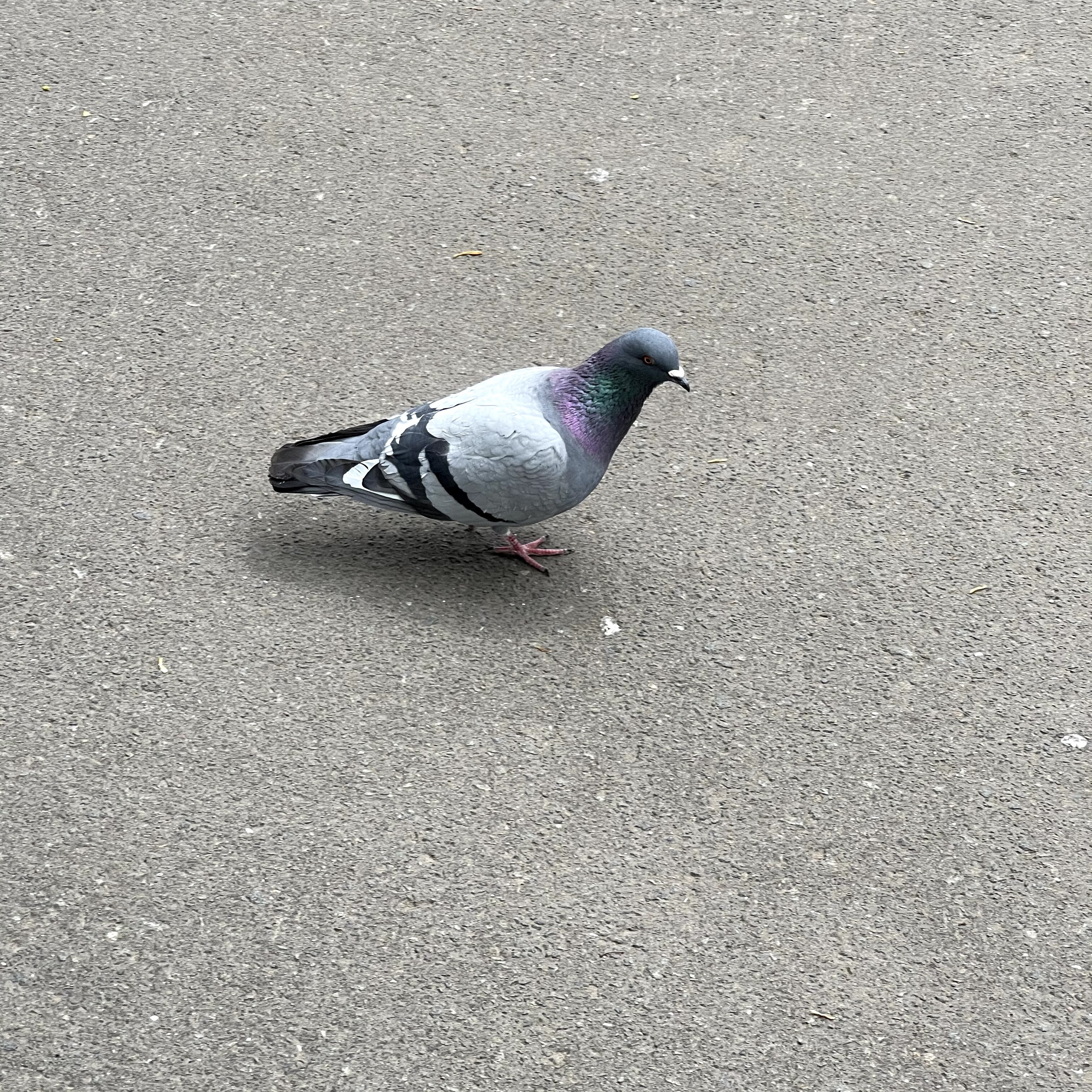 f:id:sapic:20210515225328j:plain