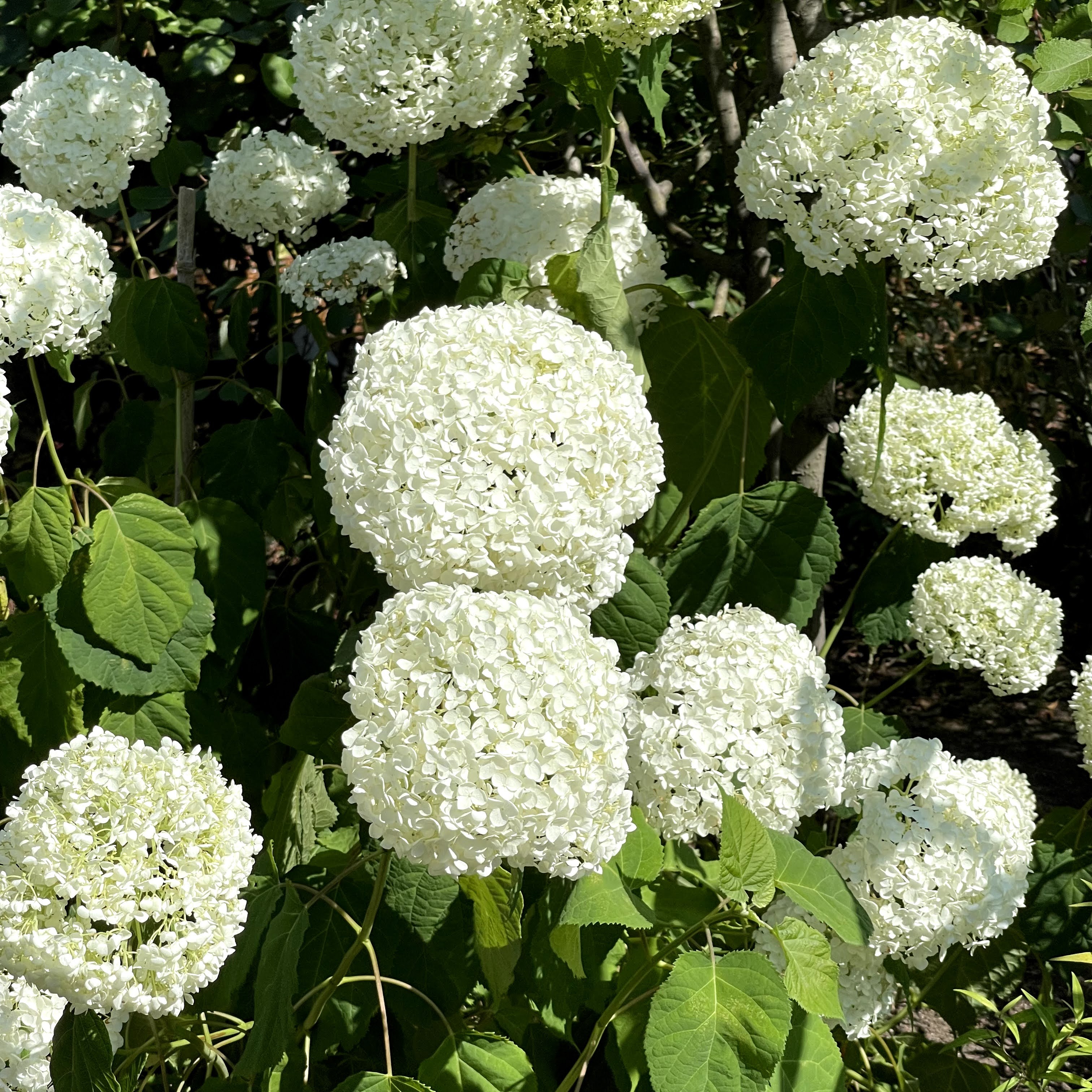 f:id:sapic:20210720203614j:plain