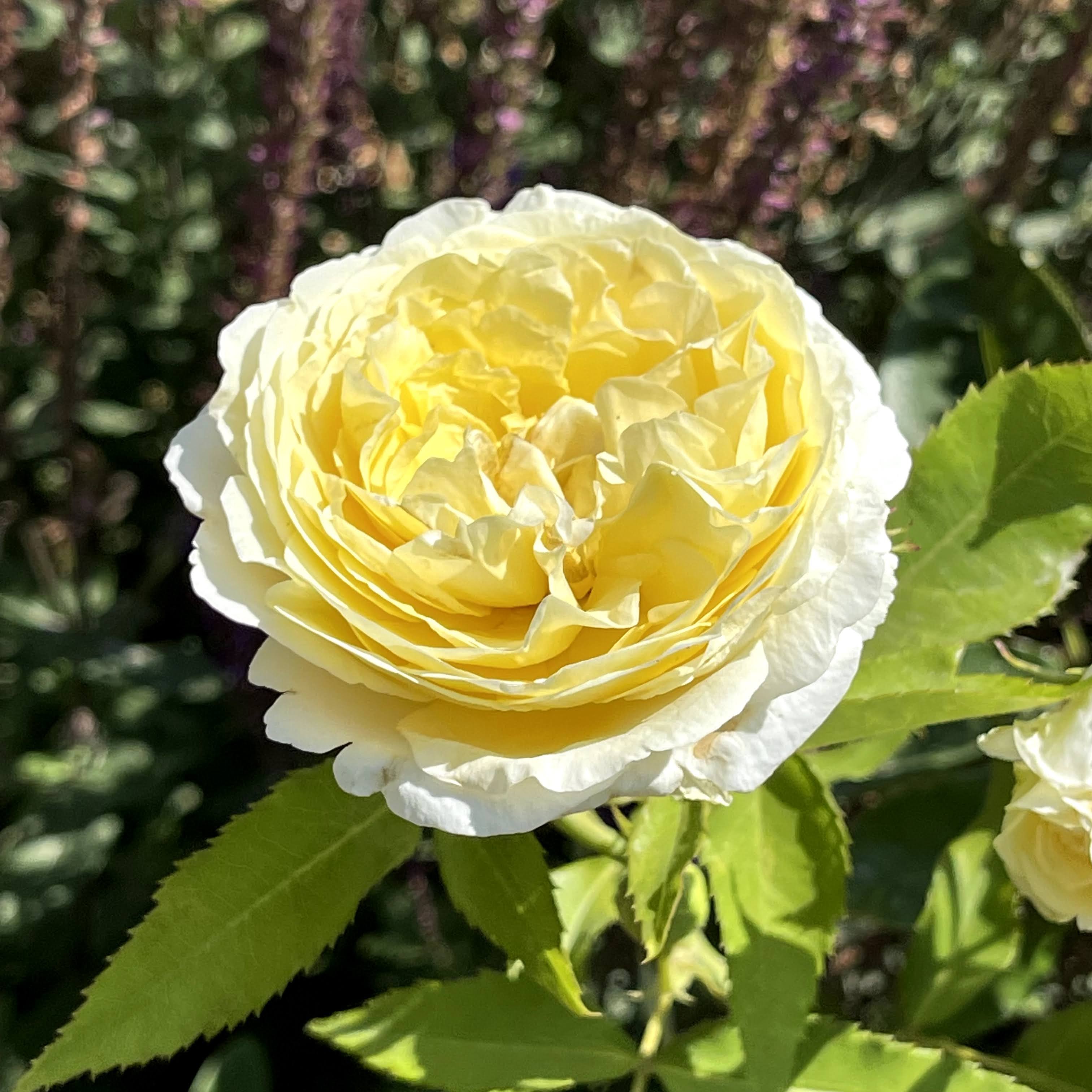 f:id:sapic:20210720203709j:plain