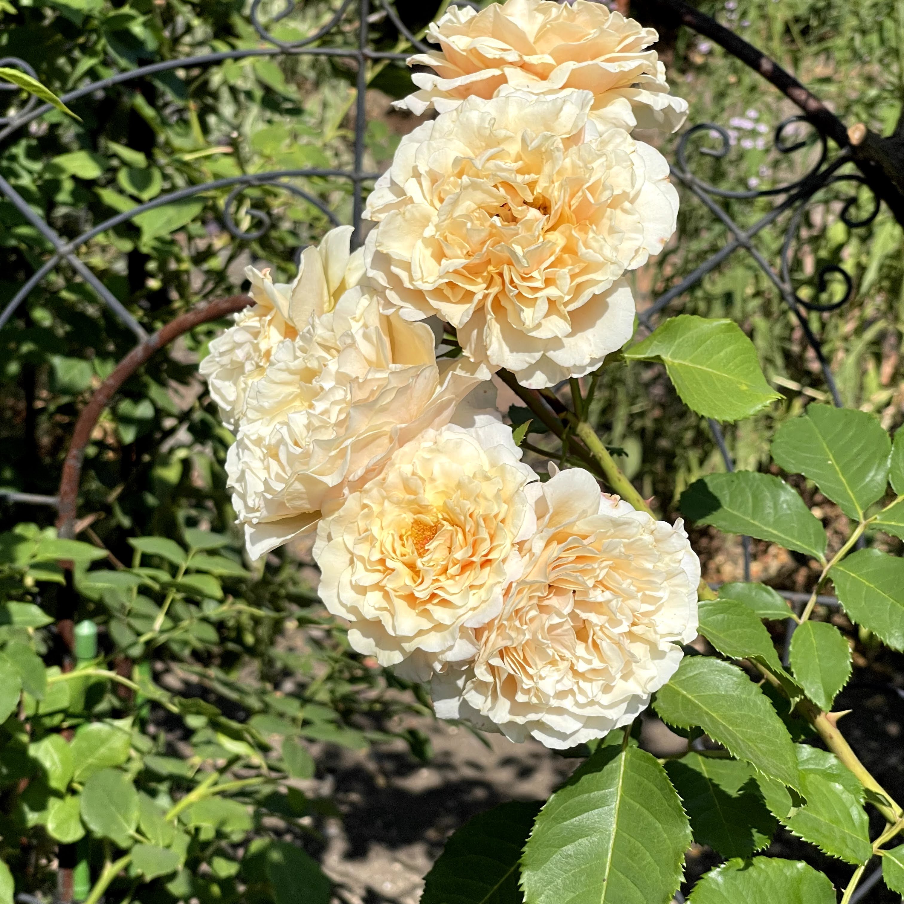 f:id:sapic:20210720203725j:plain