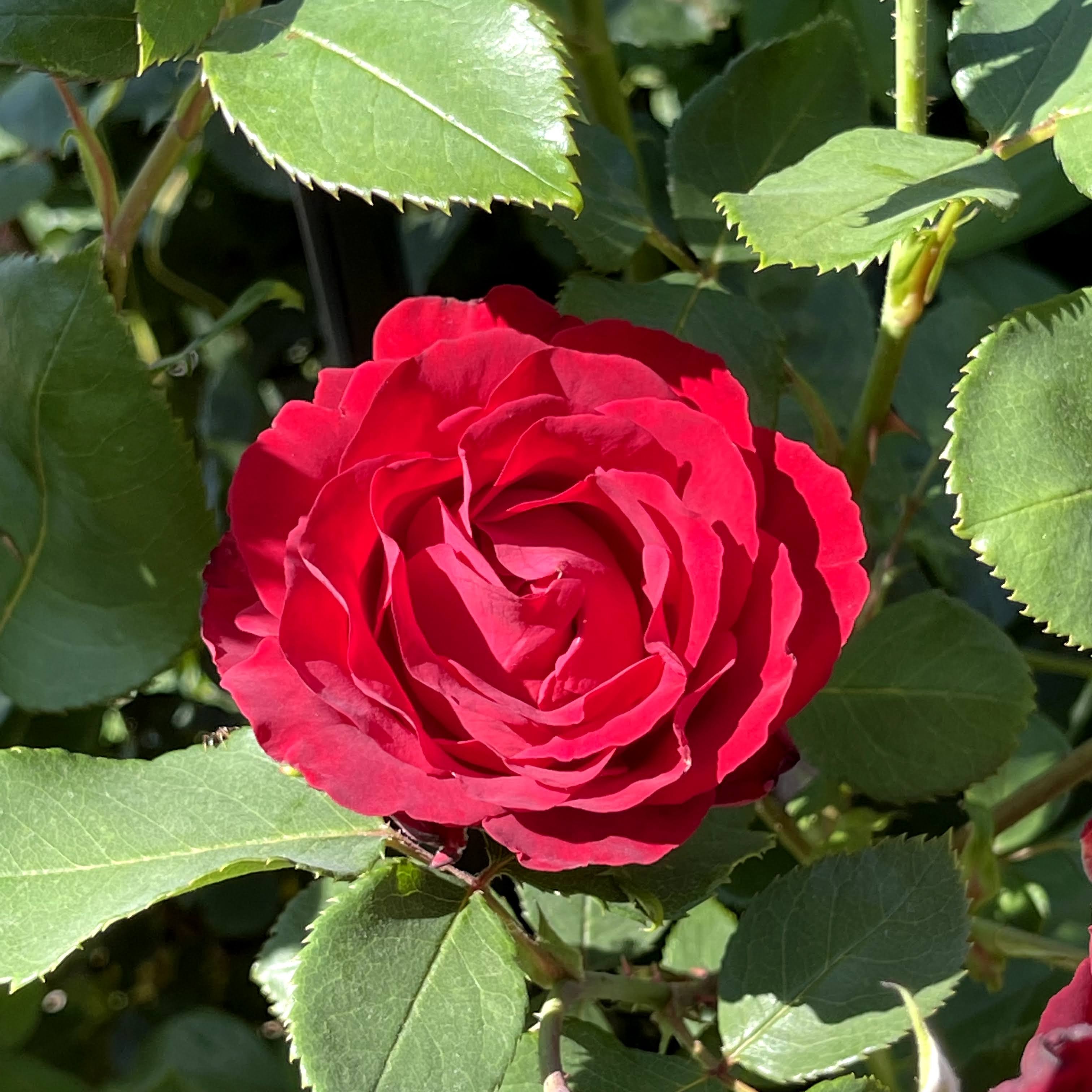 f:id:sapic:20210720204605j:plain