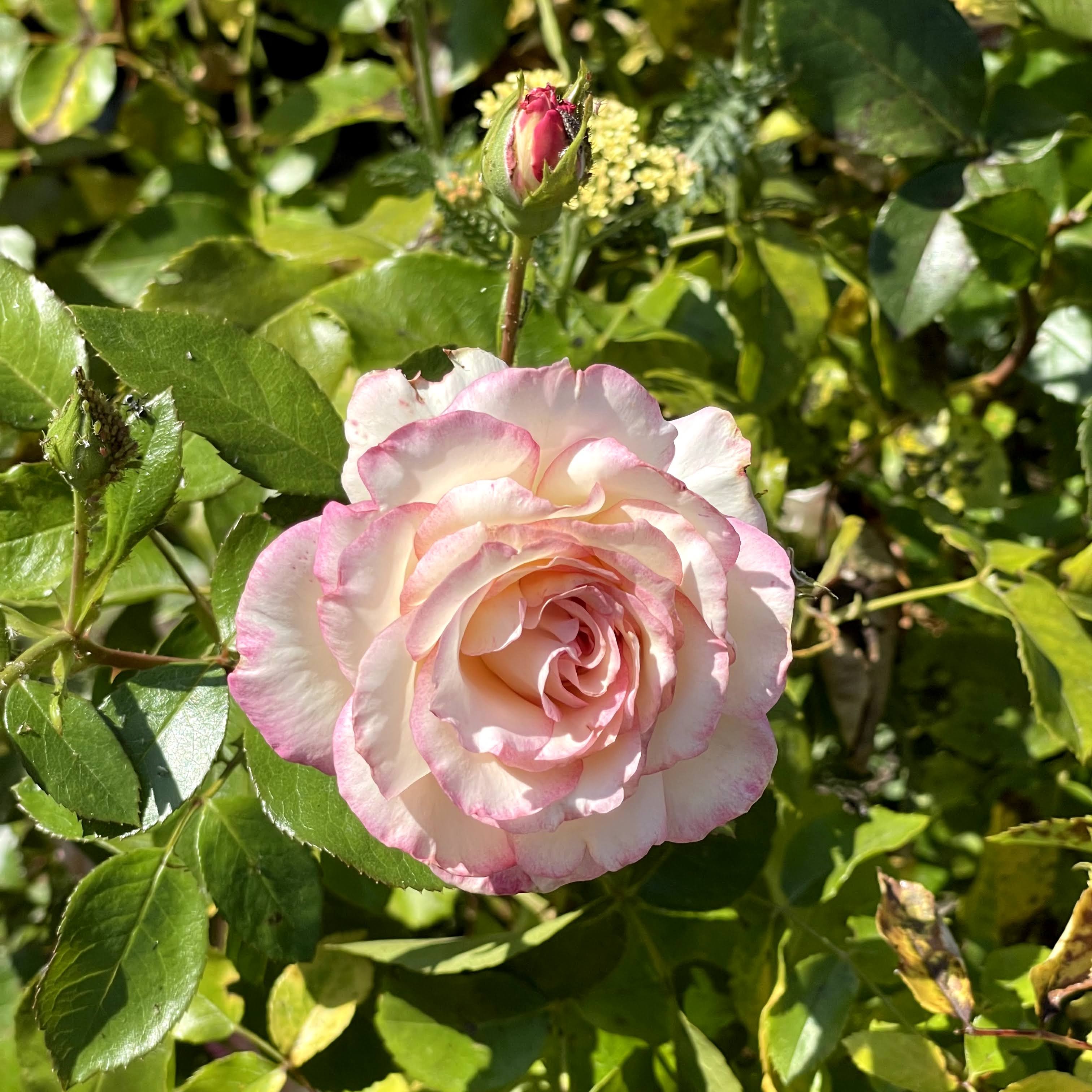 f:id:sapic:20210720204640j:plain