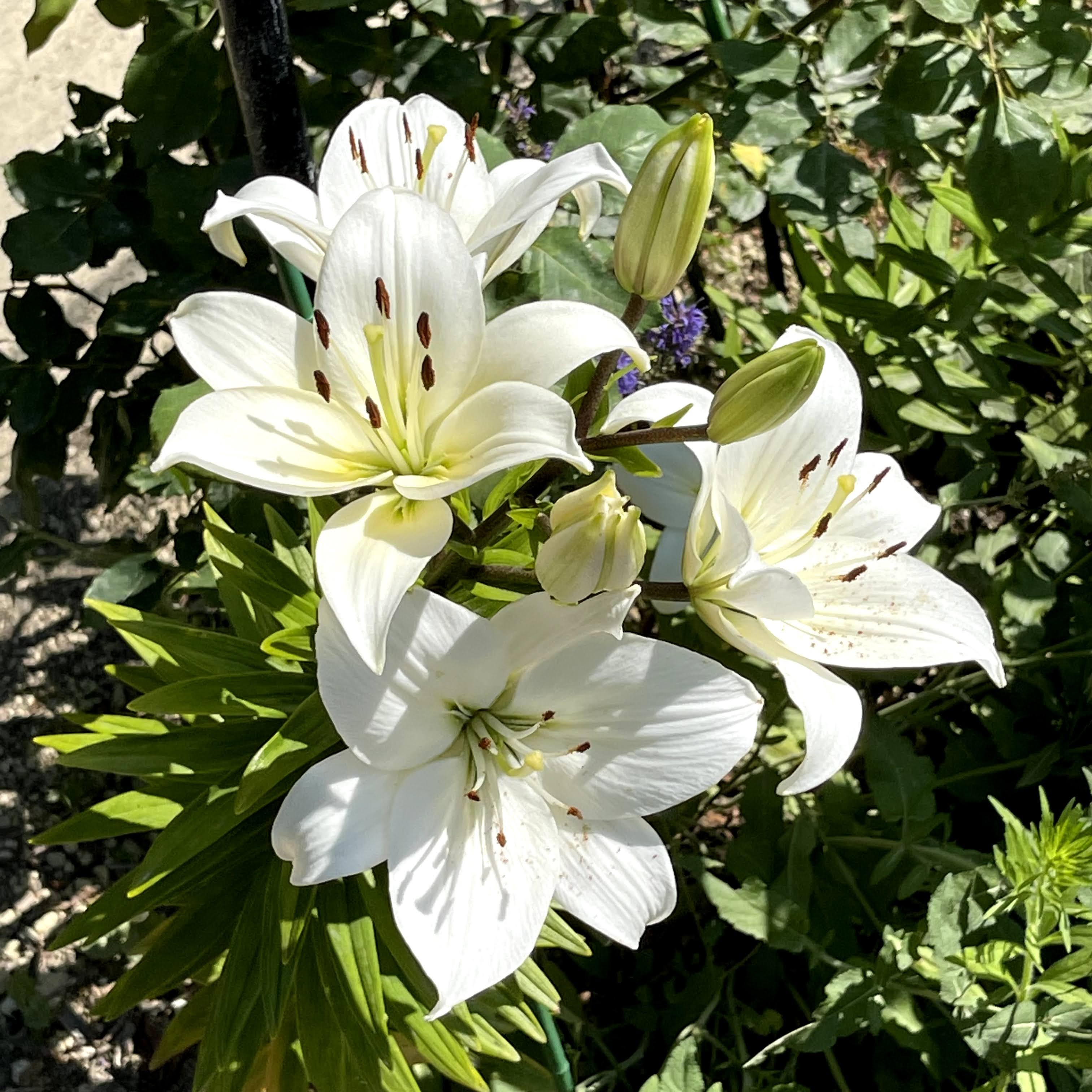 f:id:sapic:20210720204745j:plain