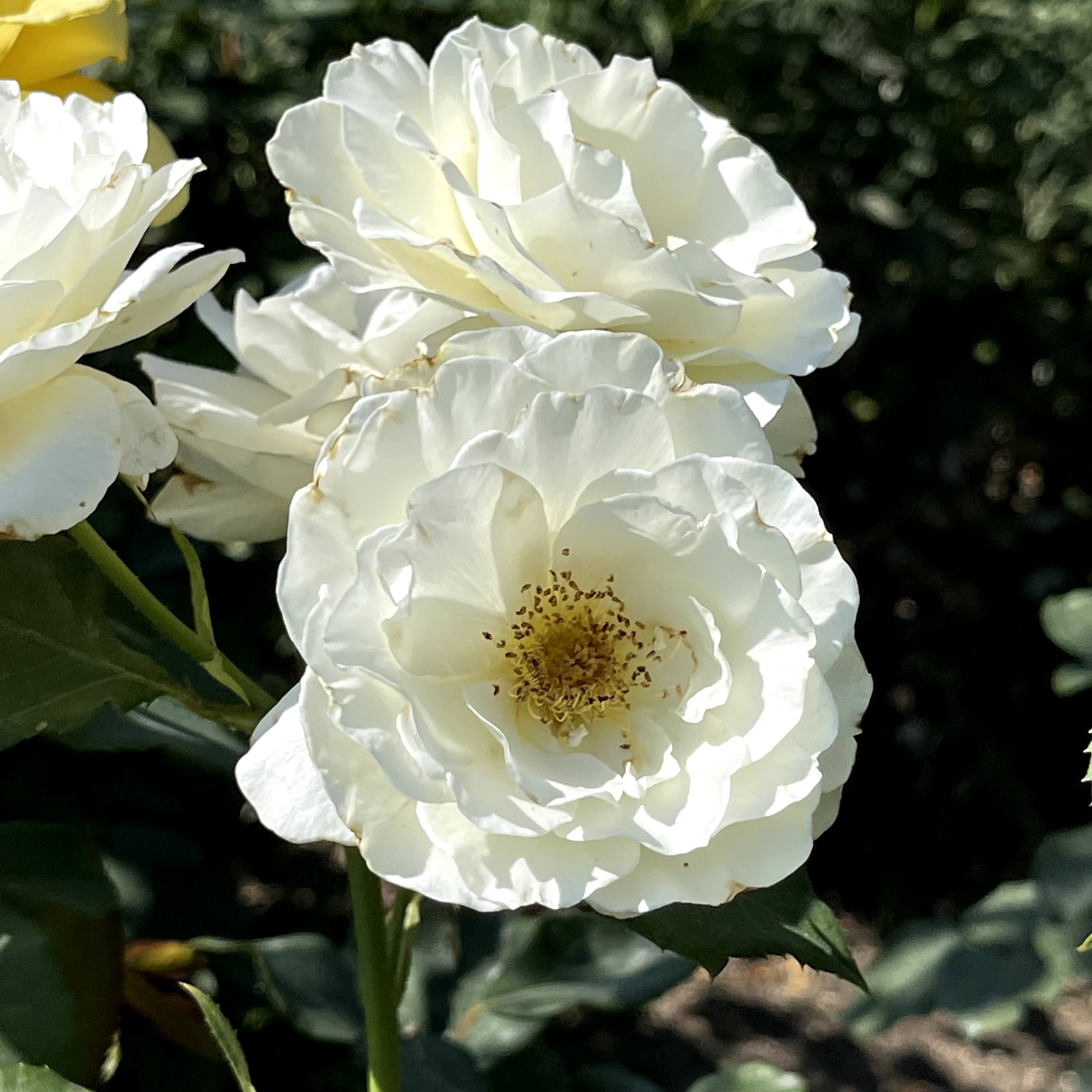 f:id:sapic:20210720204852j:plain