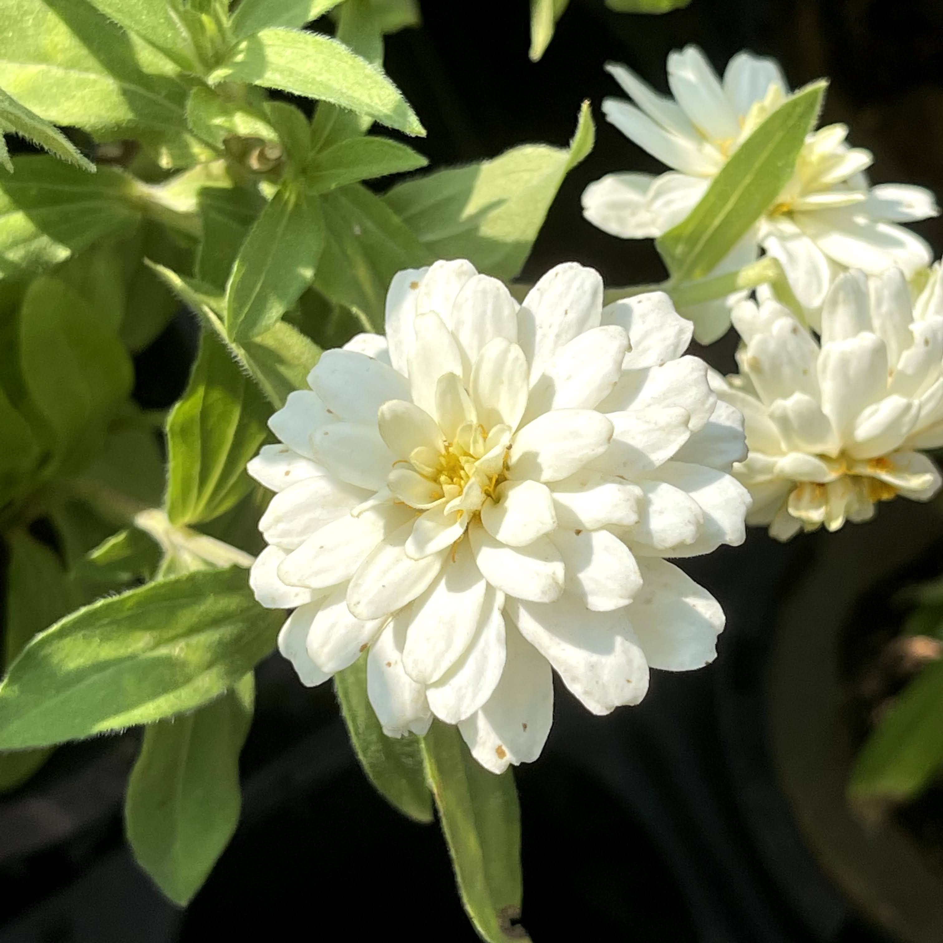 f:id:sapic:20210727191920j:plain