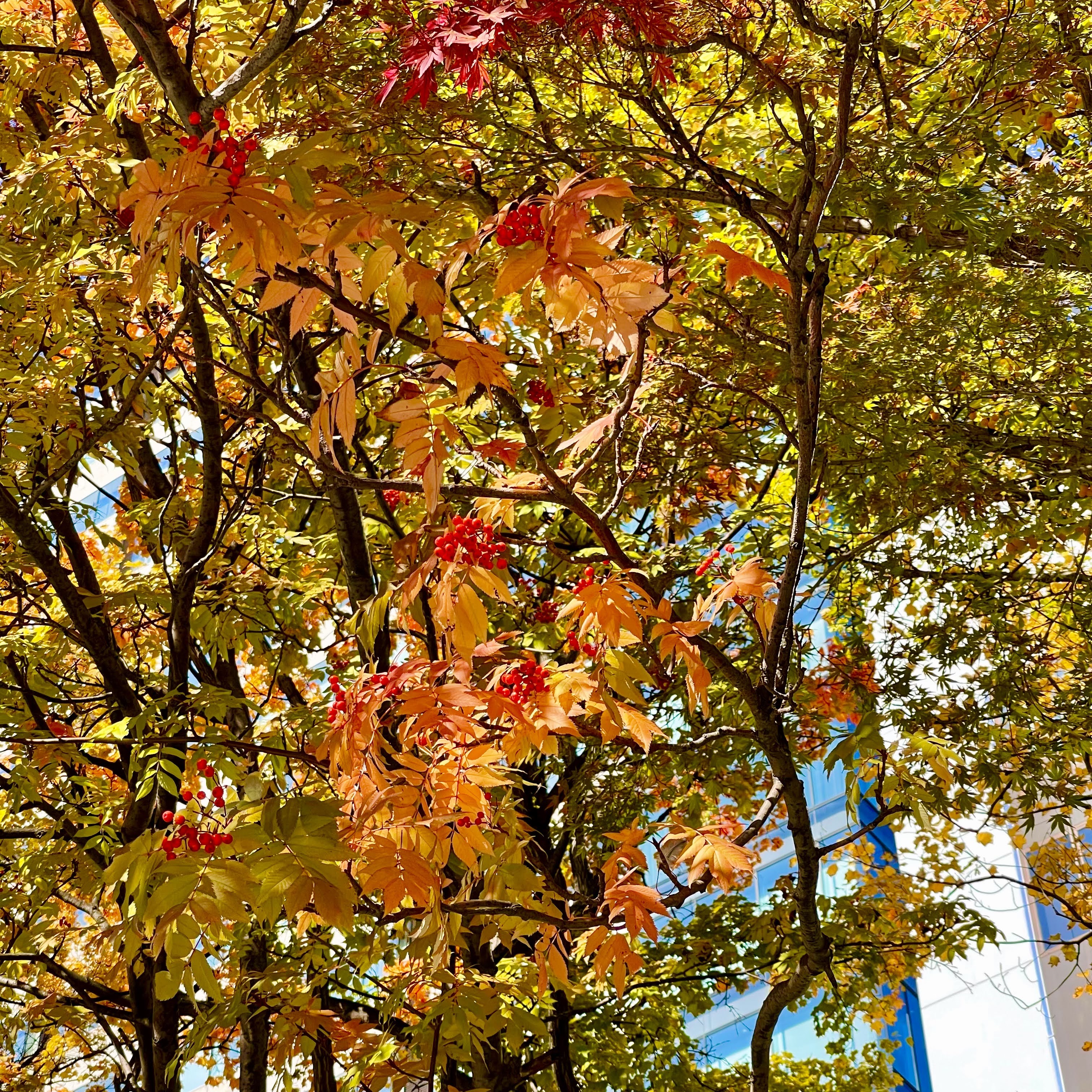 f:id:sapic:20211024200401j:plain