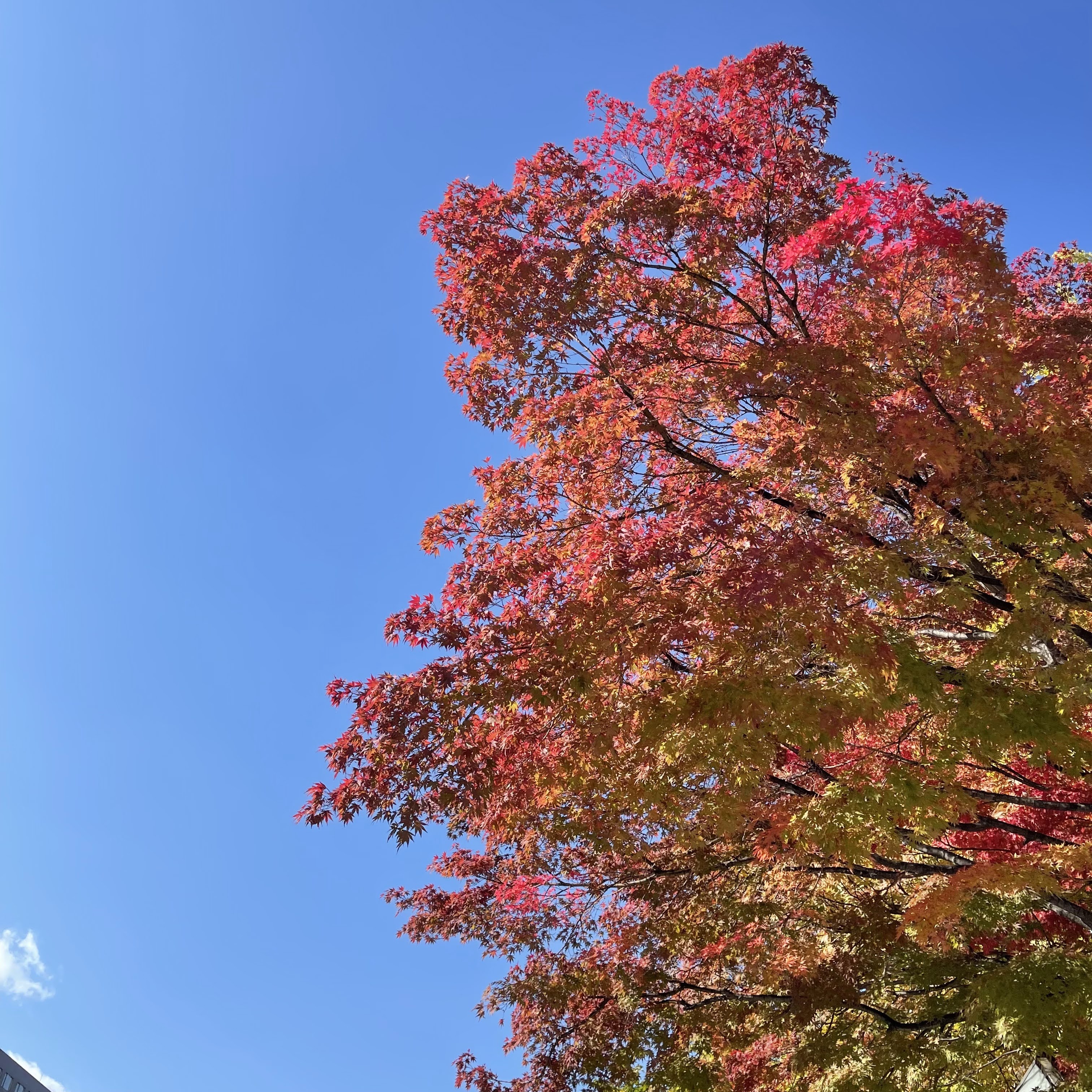 f:id:sapic:20211024200504j:plain