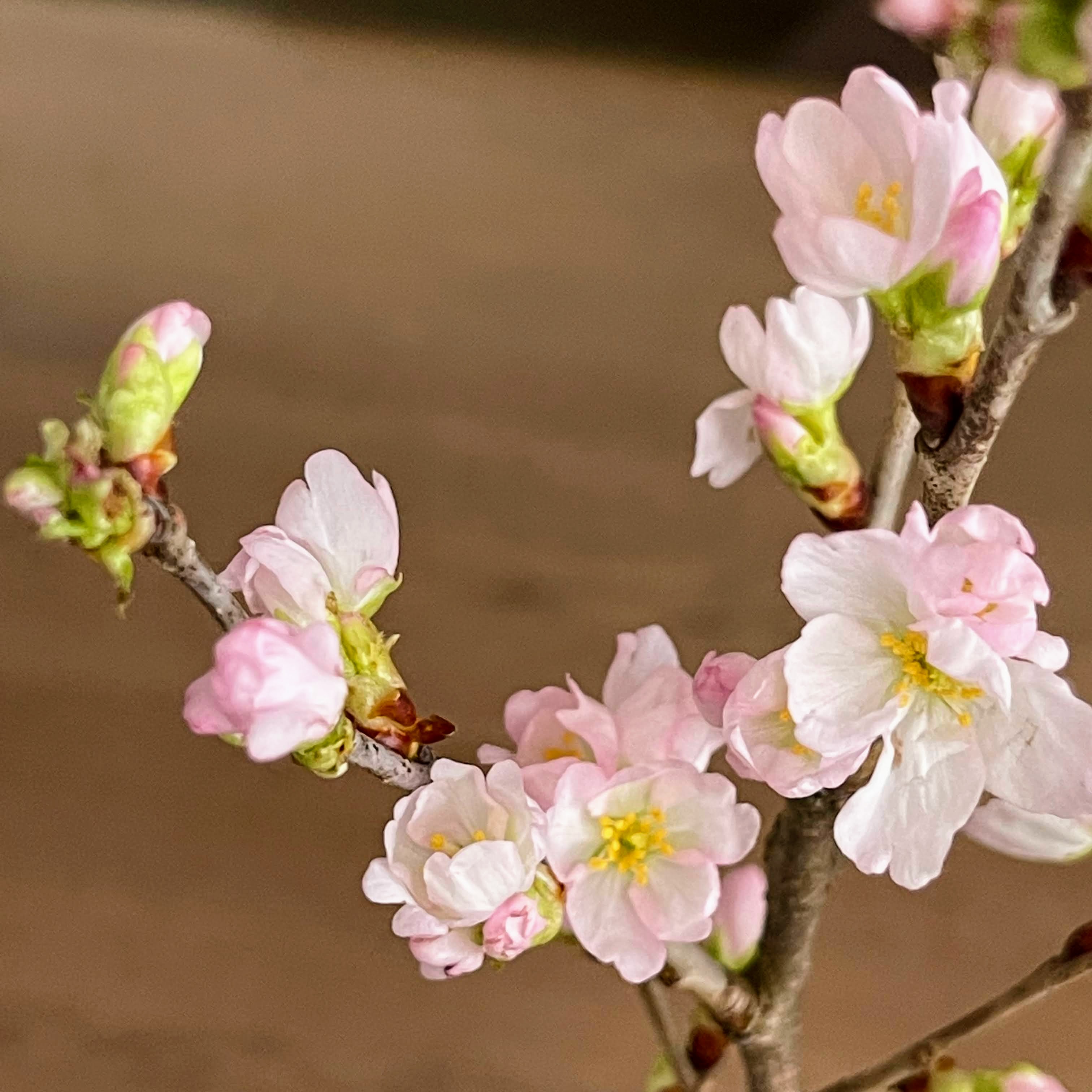 f:id:sapic:20220121215403j:plain