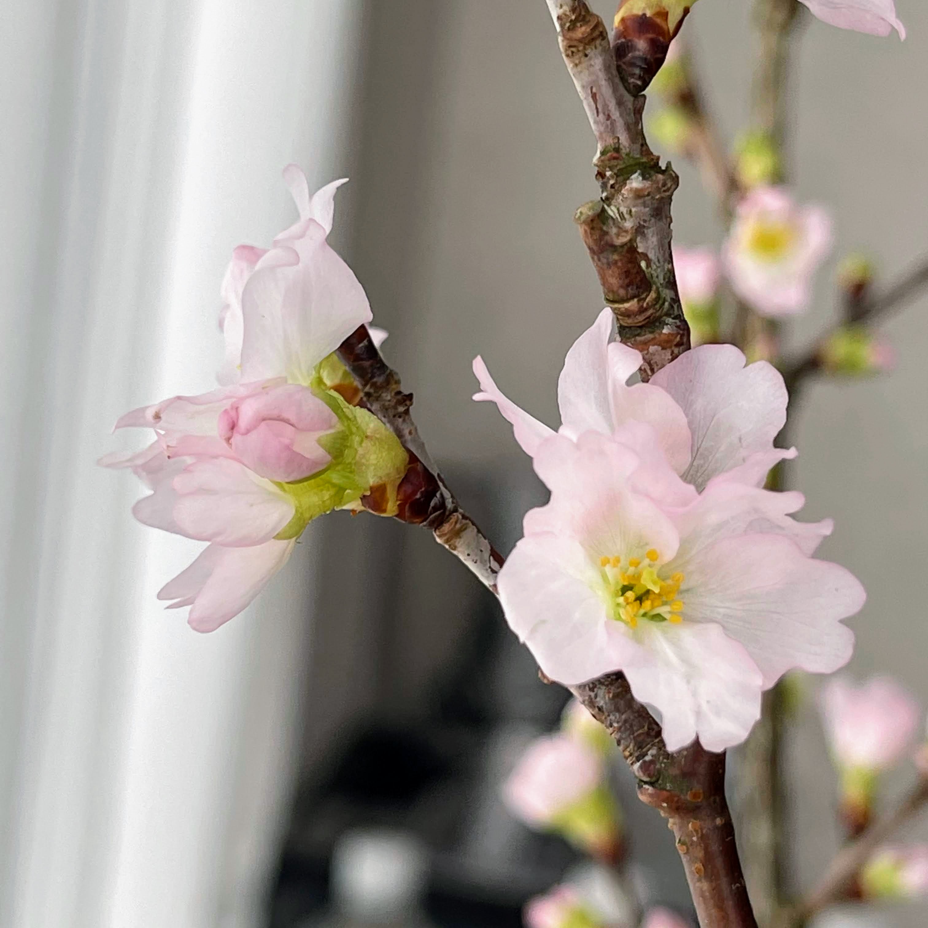 f:id:sapic:20220121215423j:plain