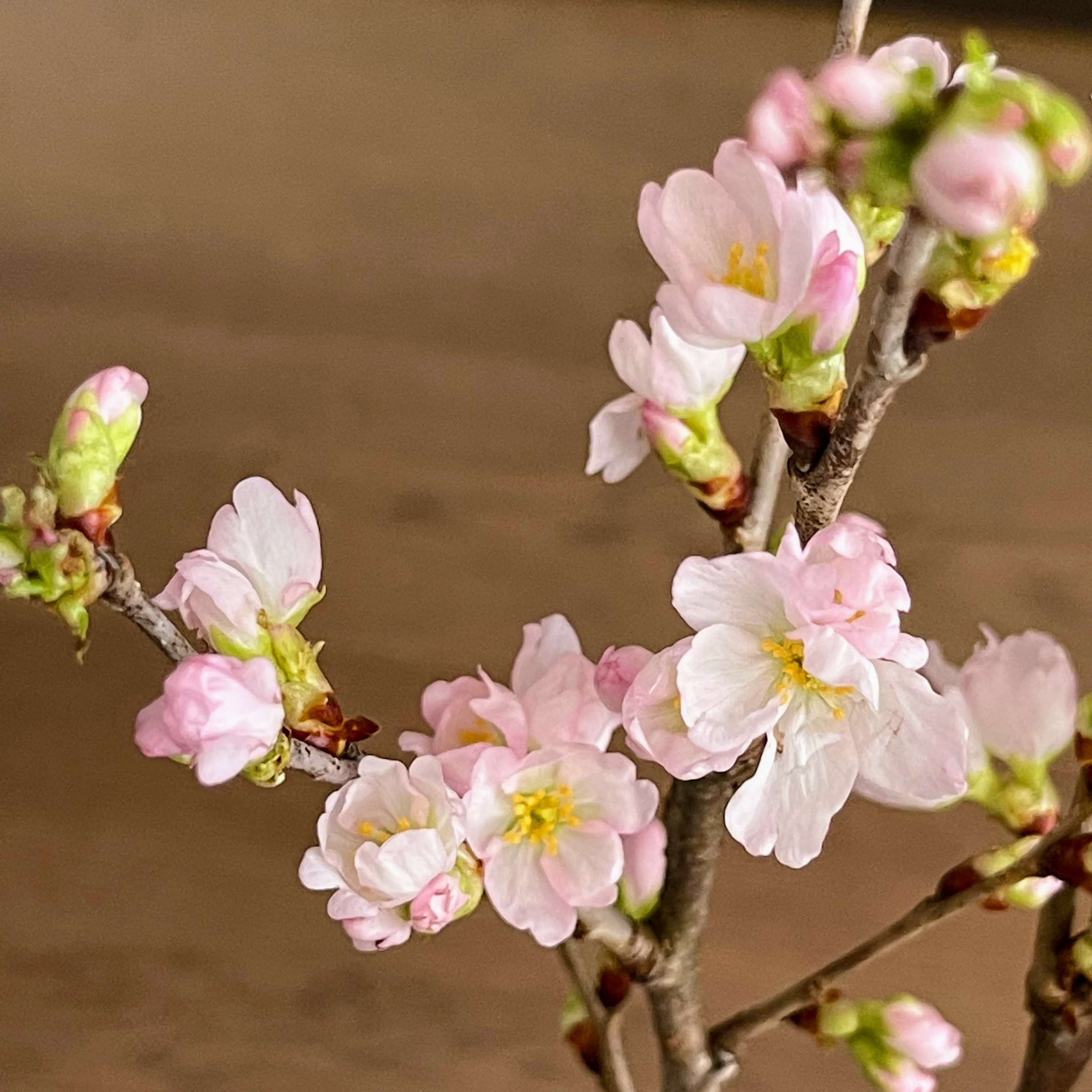 f:id:sapic:20220308220550j:plain