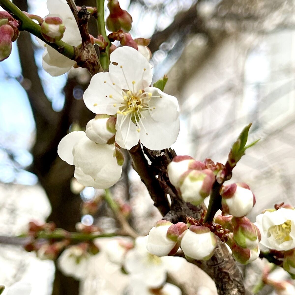我が家の梅の木が開花!なのに、なぜ明日から天気が悪いのか… - みんなたのしくすごせたら