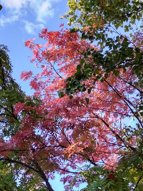 f:id:sapporo-toshiyuki:20211027020502j:image f:id:sapporo-toshiyuki:20211027020502j:image