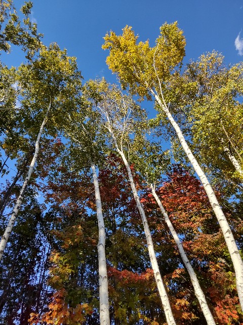 f:id:sapporo-toshiyuki:20211027020517j:image f:id:sapporo-toshiyuki:20211027020517j:image