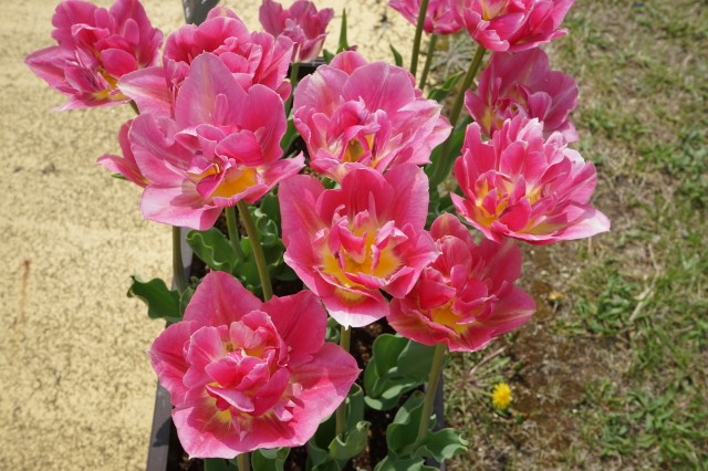 f:id:sapporo-toshiyuki:20220522162550j:image f:id:sapporo-toshiyuki:20220522162550j:image