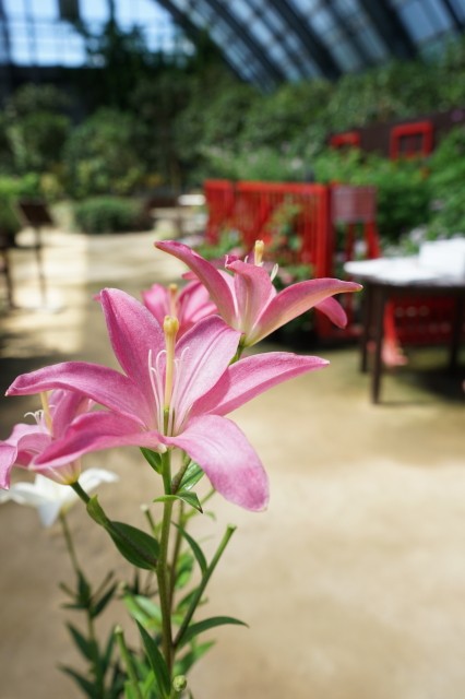 f:id:sapporo-toshiyuki:20220703135448j:image f:id:sapporo-toshiyuki:20220703135448j:image