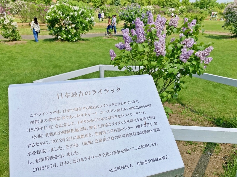 日本最古のライラック