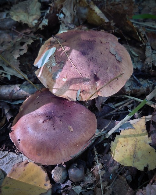 f:id:sapporo7jp:20251020200153j:image