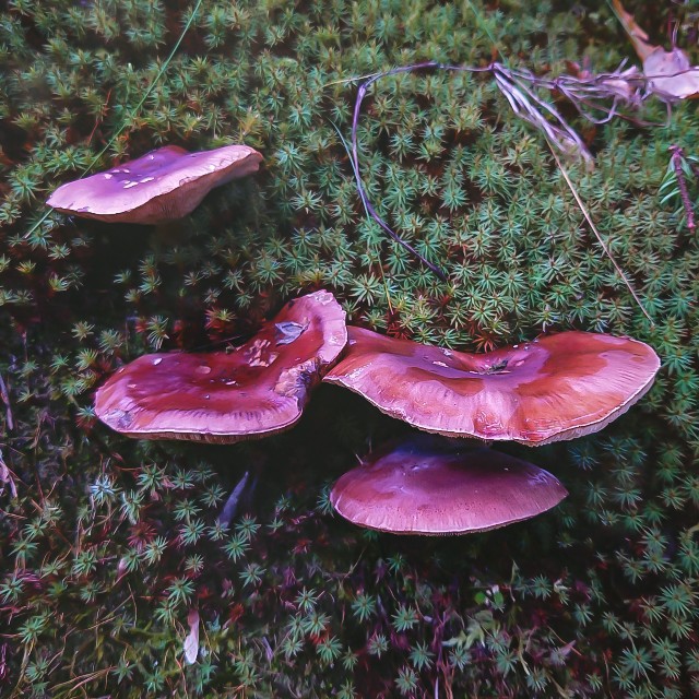 f:id:sapporo7jp:20251021201110j:image