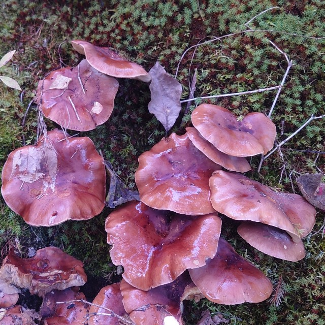 f:id:sapporo7jp:20251021201152j:image