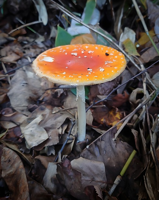 f:id:sapporo7jp:20251022184949j:image