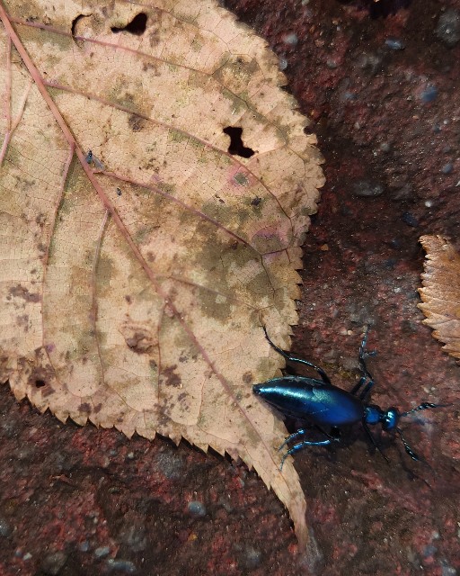 f:id:sapporo7jp:20251101175418j:image