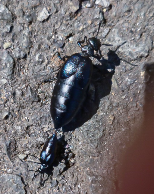 f:id:sapporo7jp:20251106193610j:image