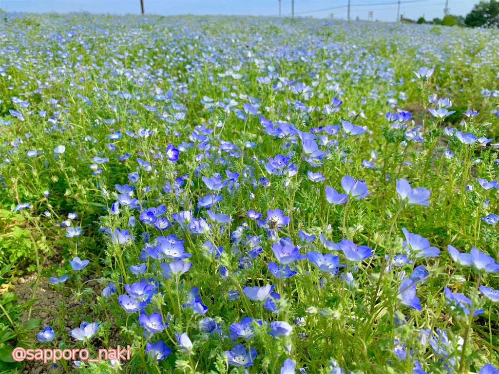 f:id:sapporo_naki:20210521150242j:image f:id:sapporo_naki:20210521150242j:image