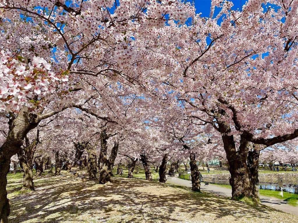 f:id:sapporo_naki:20230426225559j:image f:id:sapporo_naki:20230426225559j:image