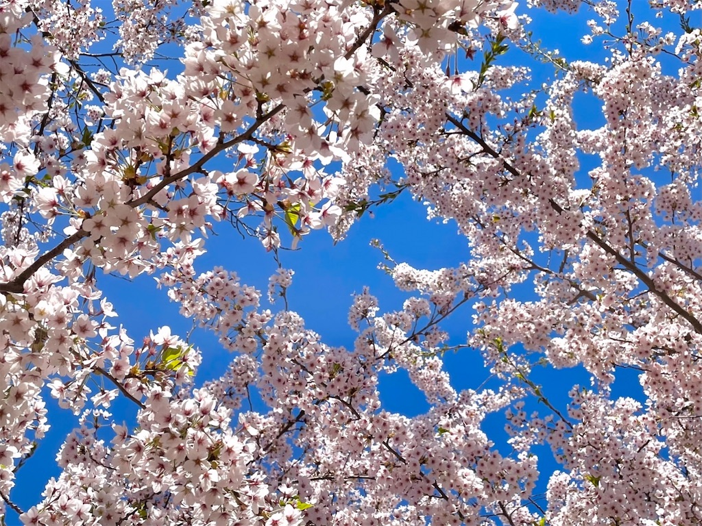 f:id:sapporo_naki:20230426225620j:image f:id:sapporo_naki:20230426225620j:image