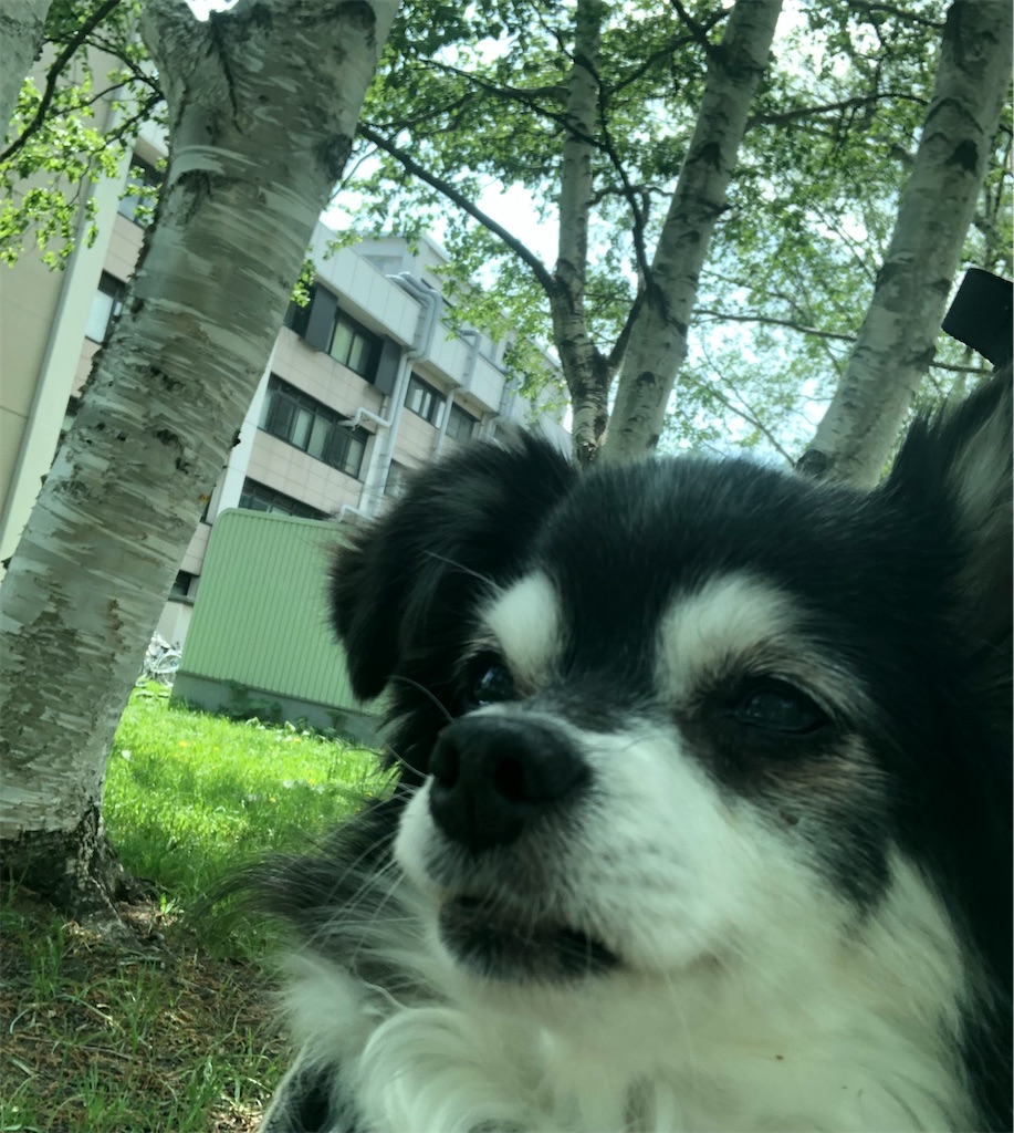 f:id:sapporo_wan:20240619190212j:image