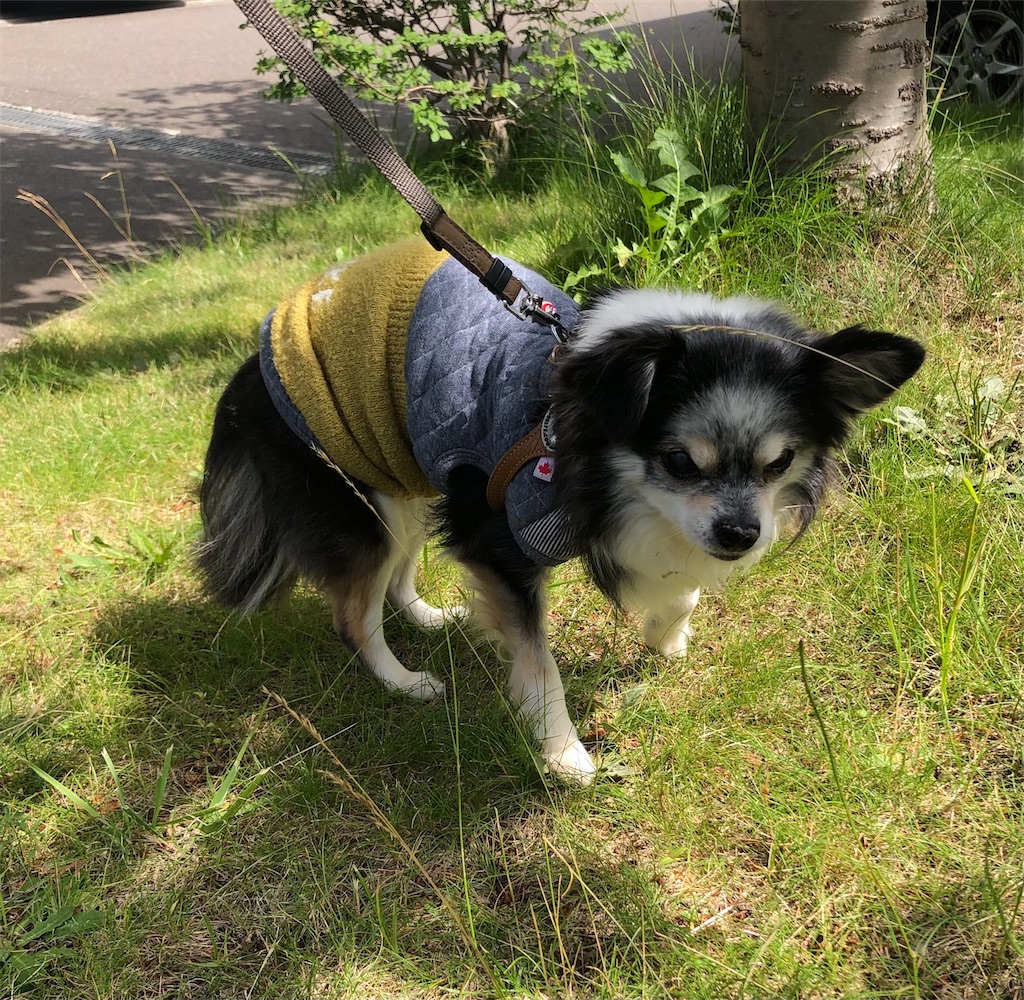 f:id:sapporo_wan:20240701220626j:image