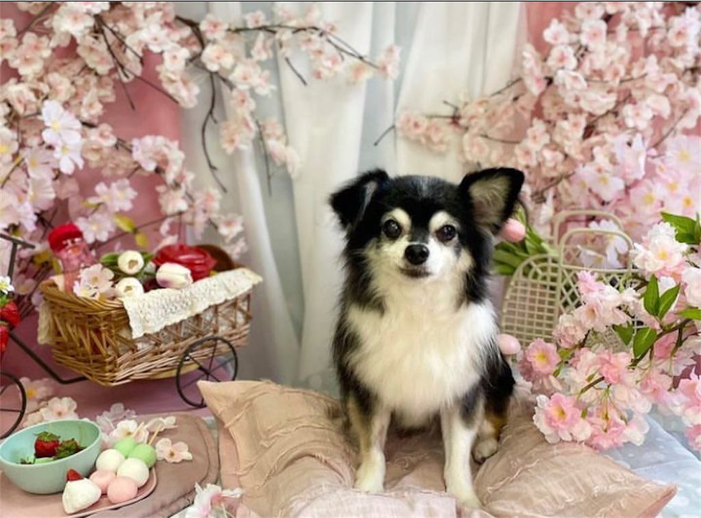 f:id:sapporo_wan:20240704222259j:image
