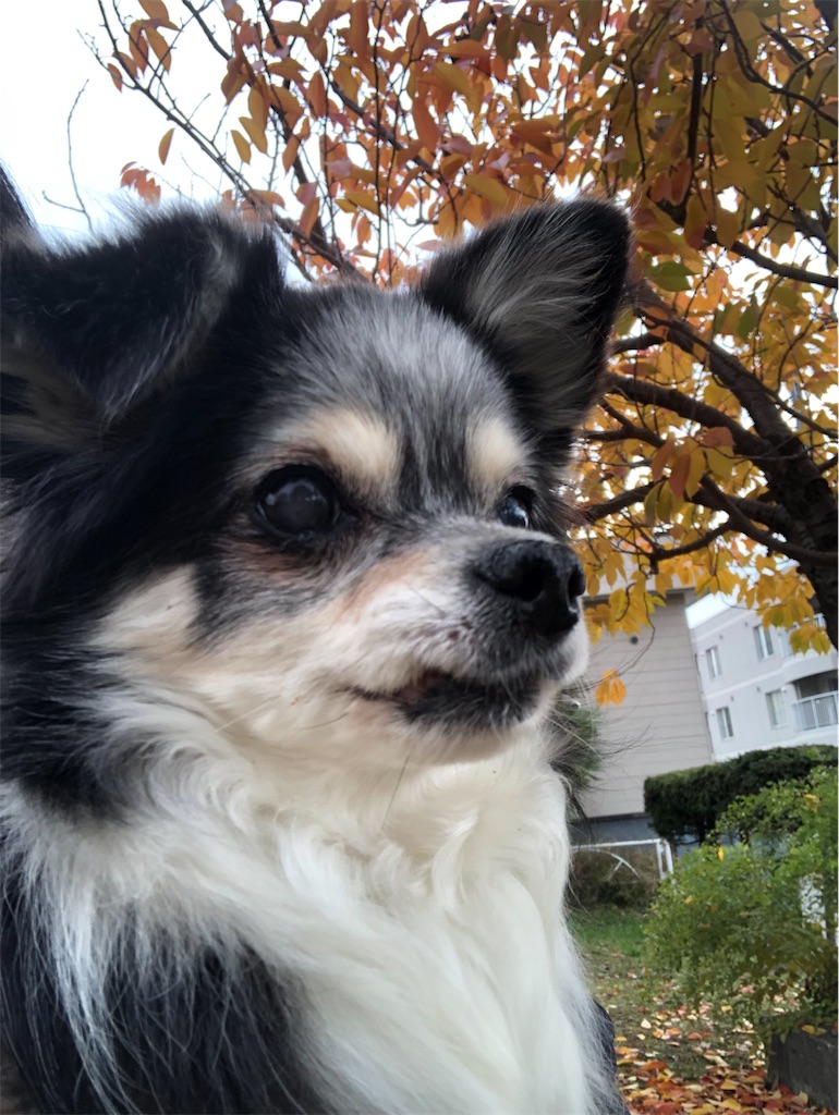 f:id:sapporo_wan:20240712123549j:image
