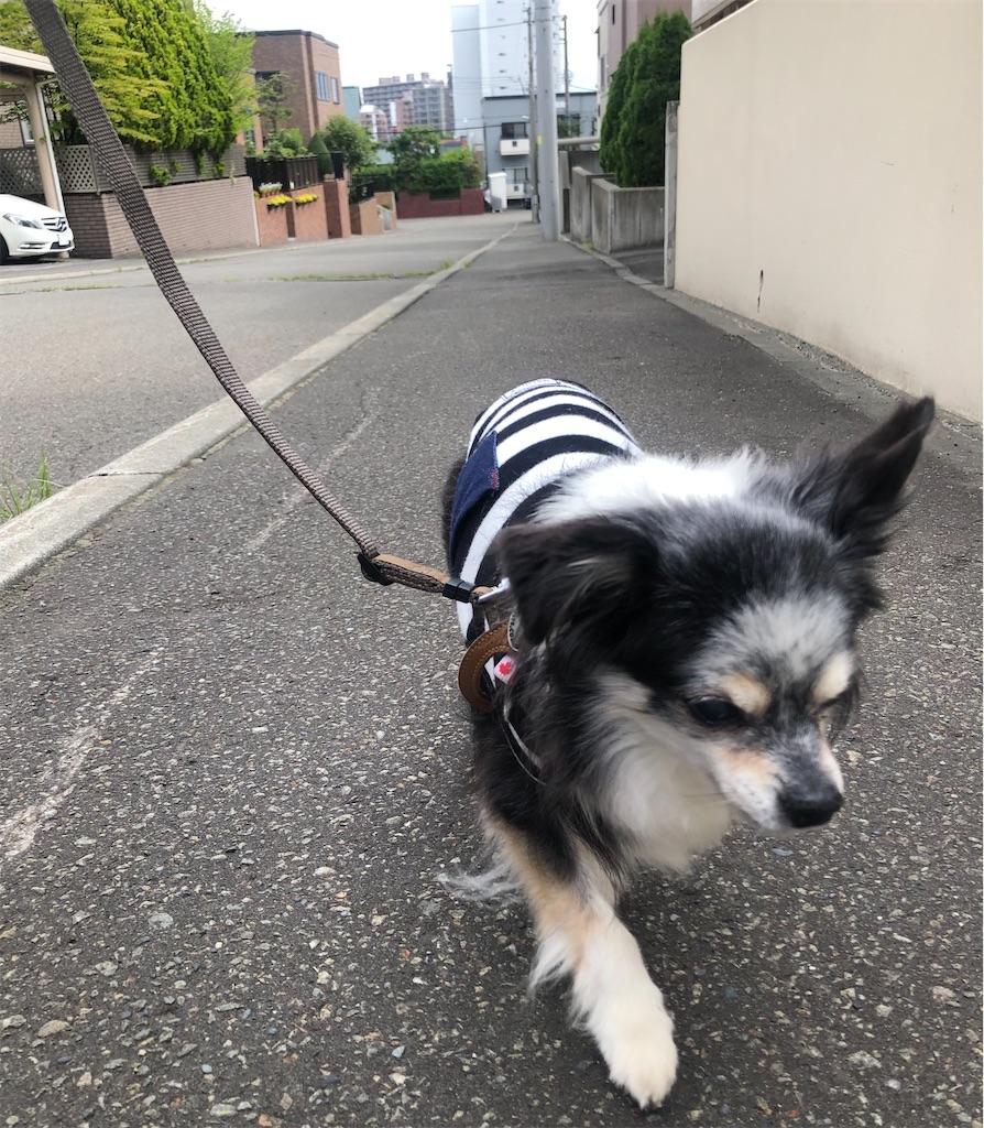 f:id:sapporo_wan:20240717213611j:image