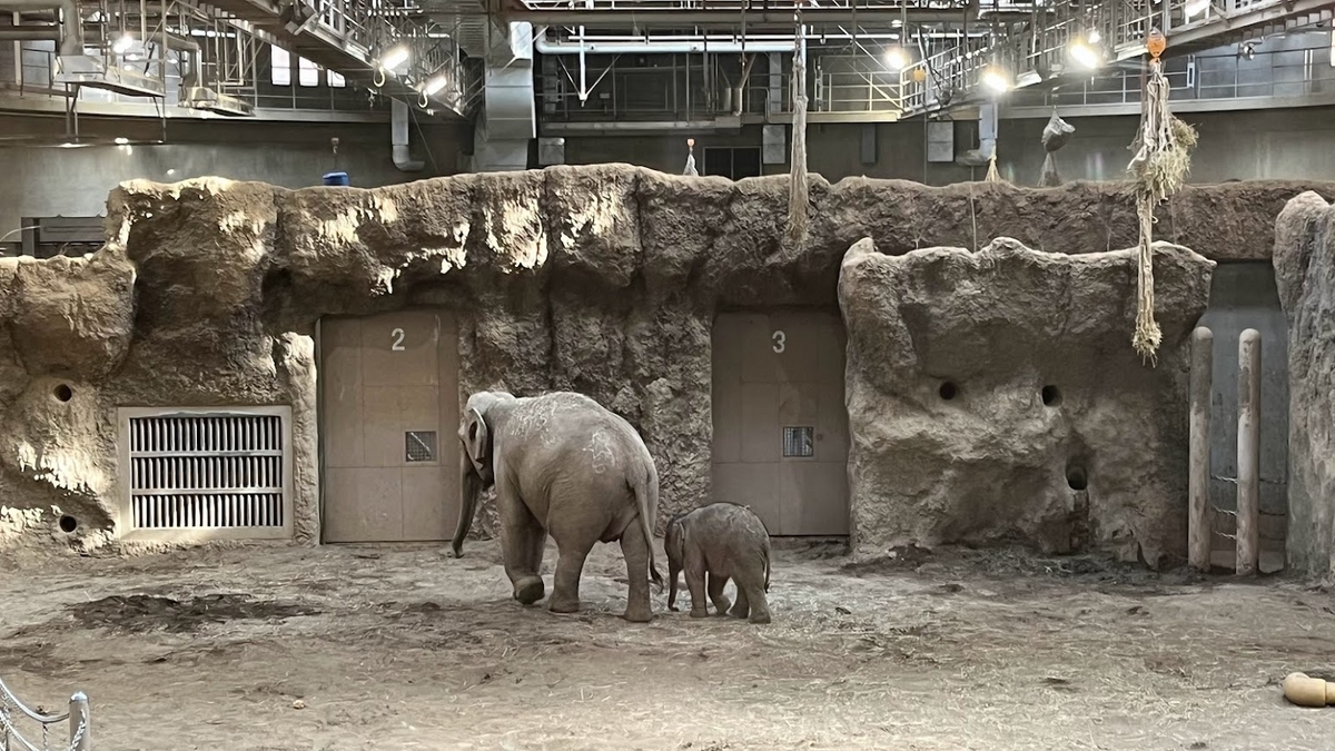 円山動物園のアジアゾウです。