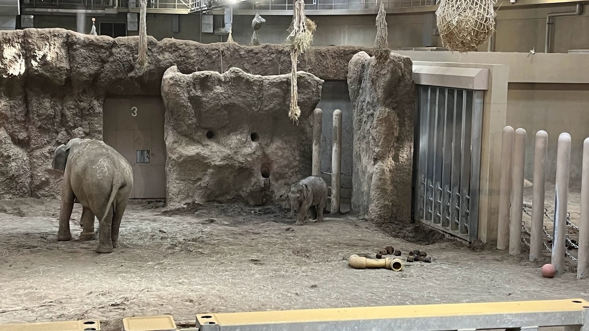 円山動物園のアジアゾウです。