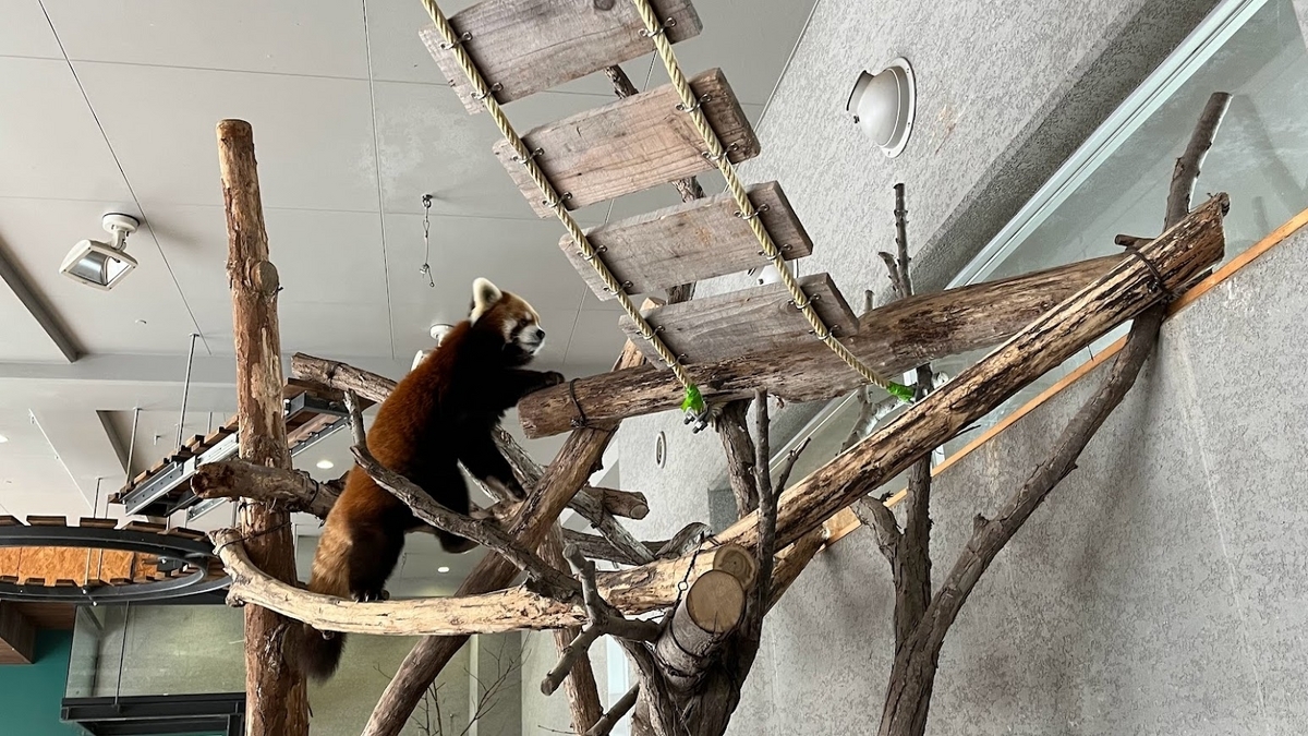 円山動物園のシセンレッサーパンダです。