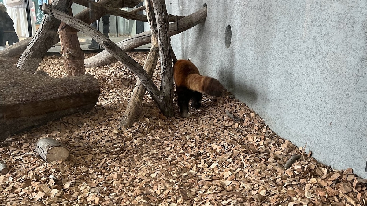 円山動物園のシセンレッサーパンダです。