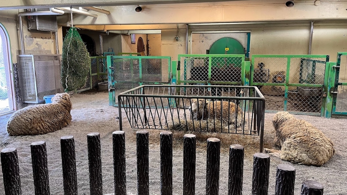 円山動物園のヒツジです。