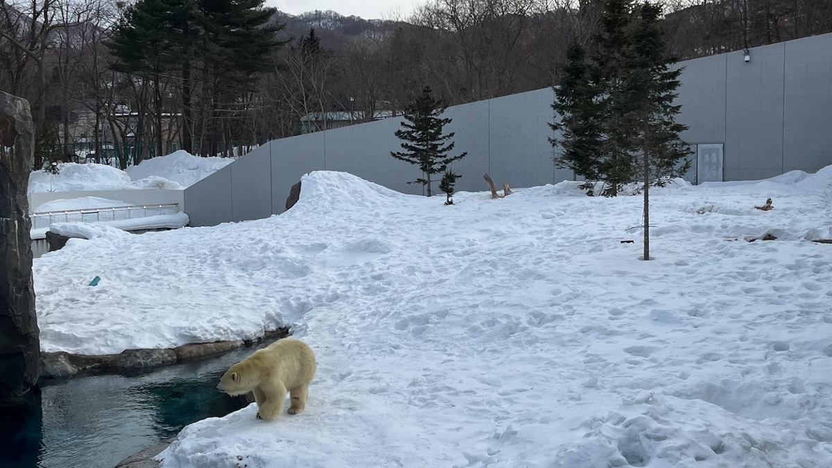 円山動物園のホッキョクグマです。