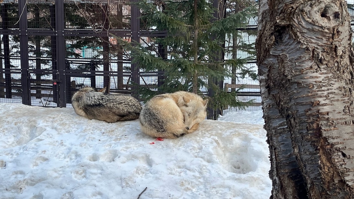 円山動物園のシンリンオオカミです。