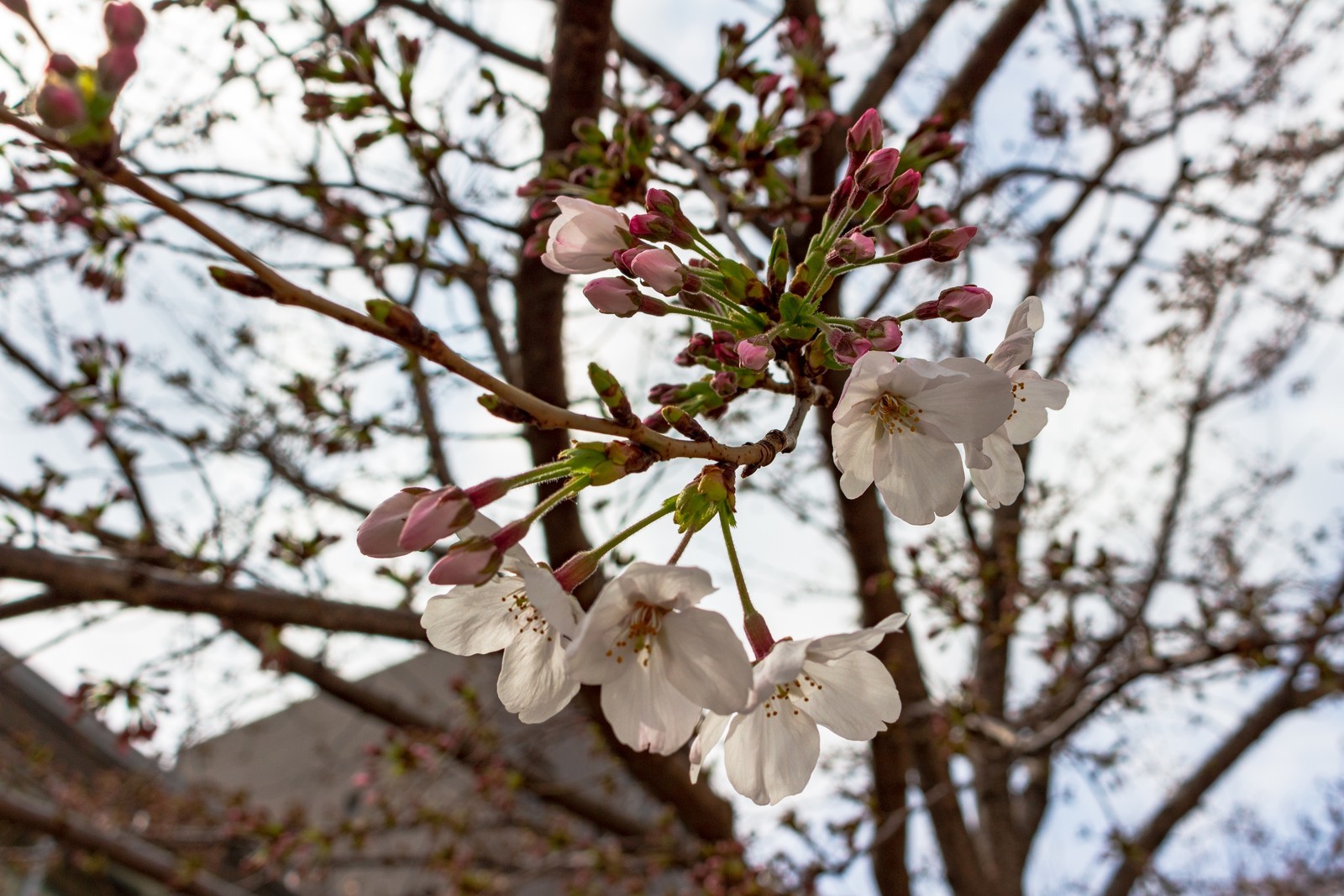 f:id:sarahqee:20210320182904j:plain