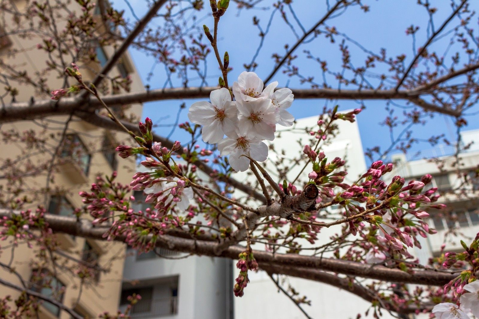 f:id:sarahqee:20210320182914j:plain