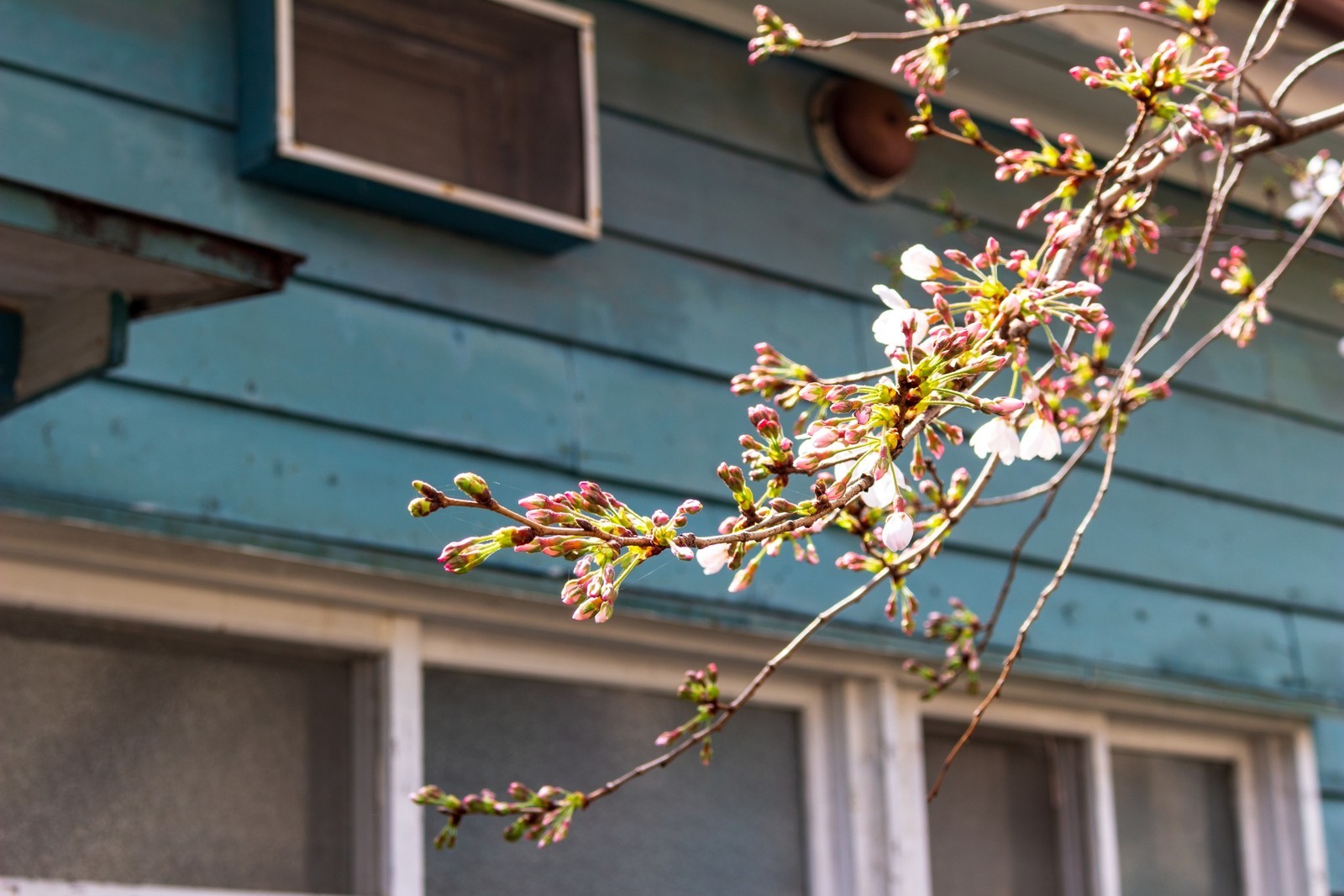 f:id:sarahqee:20210320183019j:plain