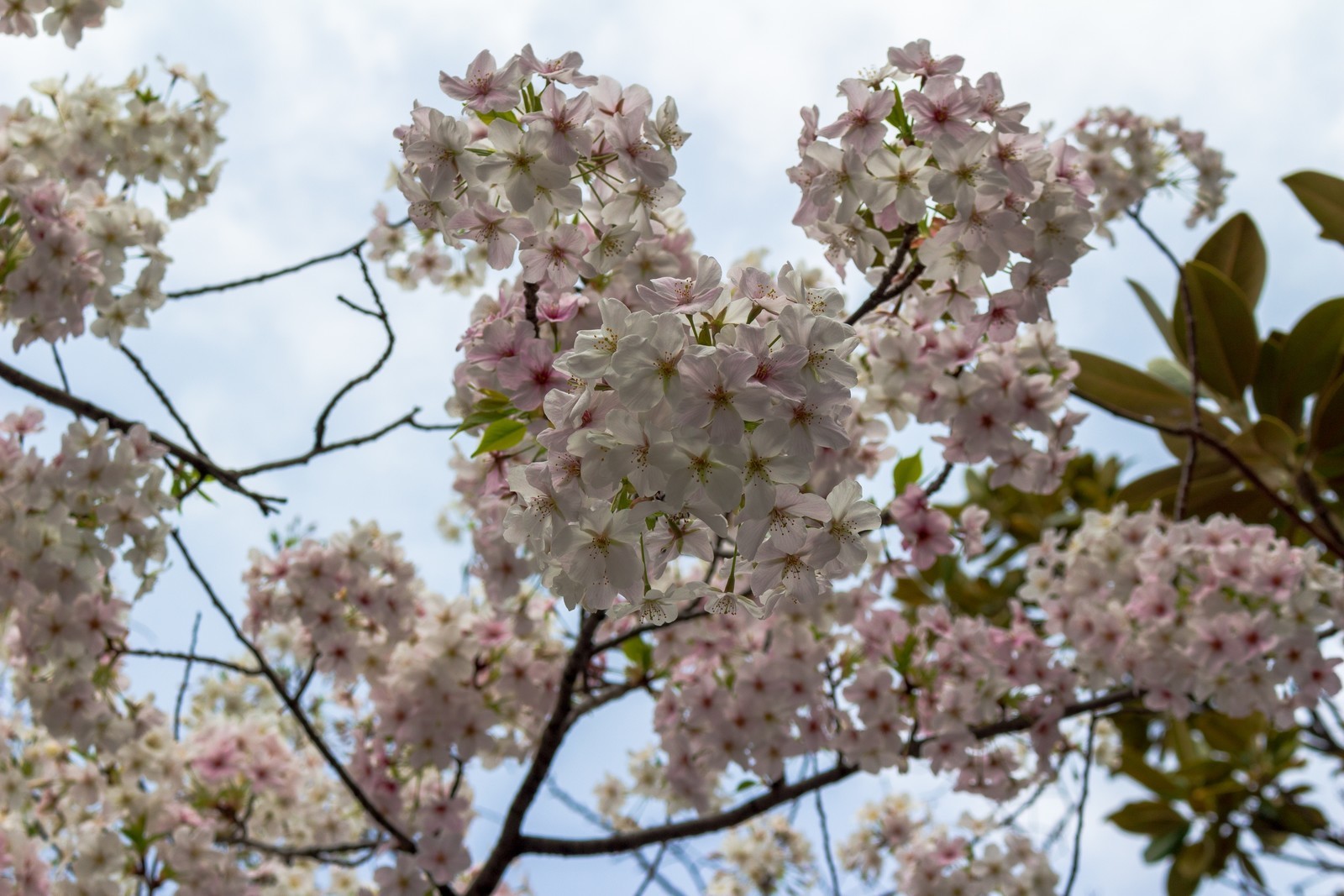 f:id:sarahqee:20210320183051j:plain